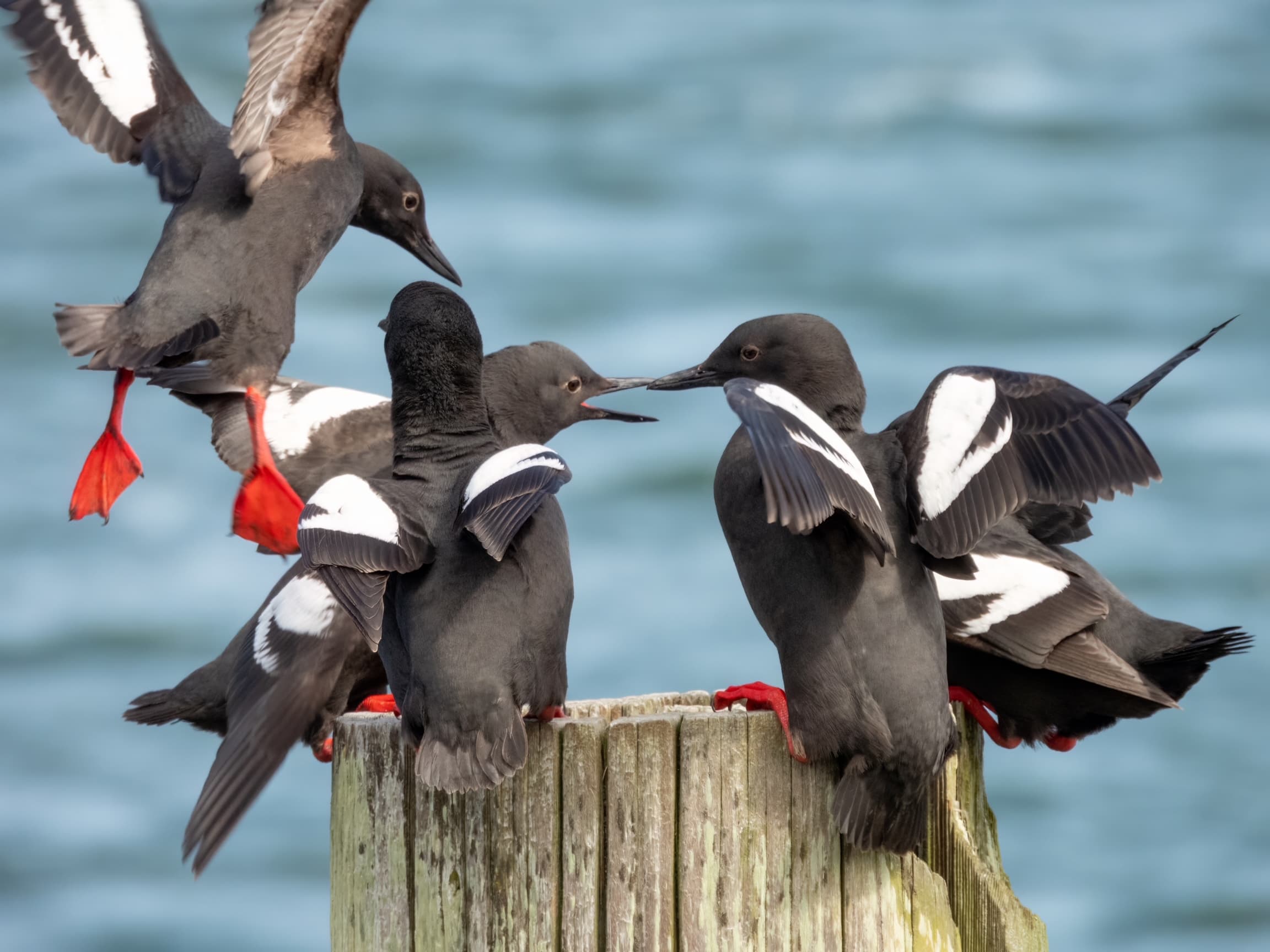 Birdwatching in Reedsport: 11 Birds to Spot on the Oregon Coast